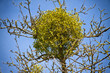 Mistel auf einem Baum