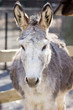 Gray Donkey Portrait