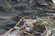 Photo: toad in a pond toad in a pond