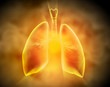 Schematic illustration of human lungs