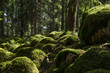 Mossy rocks