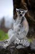 Lemur in Zoo