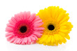 Gerbera.
