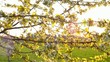 Kirschblüten (Prunus avium) glitzern in der Sonne