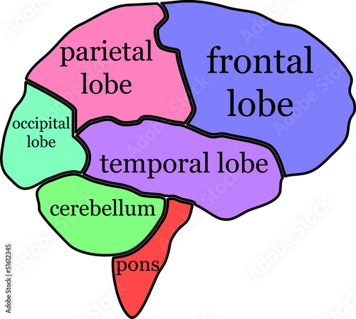 Vector: Anatomie Brain Vector Grafik Anatomie Brain Vector Grafik