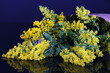 Sprigs of mimosa on blue background