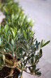 Photo: Olivier, olives, arbre, Provence, jardin, plante, jardinage Olivier, olives, arbre, Provence, jardin, plante, jardinage