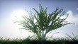 Tree Growing with Sunny Sky Background
