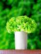 lettuce