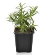 Foto: Rosemary Herb Rosemary Herb