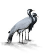 Photo: Two Demoiselle Crane Birds Two Demoiselle Crane Birds