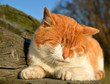 sleeping cat
