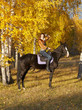 Photo: Horsewoman Horsewoman