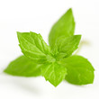 Fresh mint close up on white