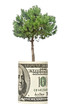 Pine tree  growing from dollar bill