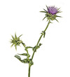 Flowering Spear Thistle (Cirsium vulgare)