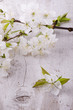 fioritura primaverile dell'albero di ciliegio