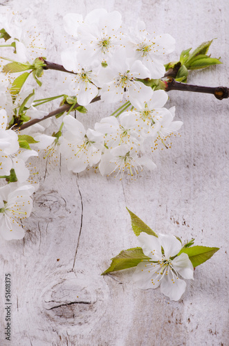 Photo: fioritura primaverile dell'albero di ciliegio fioritura primaverile dell'albero di ciliegio