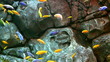 tropical Fish on a coral reef