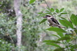 Resting Kookaburra in an Australian wetland