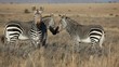 Cape Mountain Zebras (Equus zebra) in open grassland