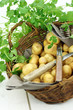 pommes de terre en panier éplucheur 4