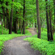 dark forest and a road