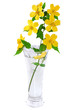 Marsh Marigold  Yellow Wildflo...