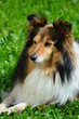 BERGER DES  SHETLAND A ROBE FAUVE CHARBONNEE