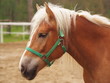 Pferd auf der Koppel