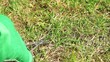 Lawn care with nail scissors