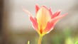 Video: beautiful tulip beautiful tulip