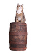 Foto: snoopy cat on barrel snoopy cat on barrel