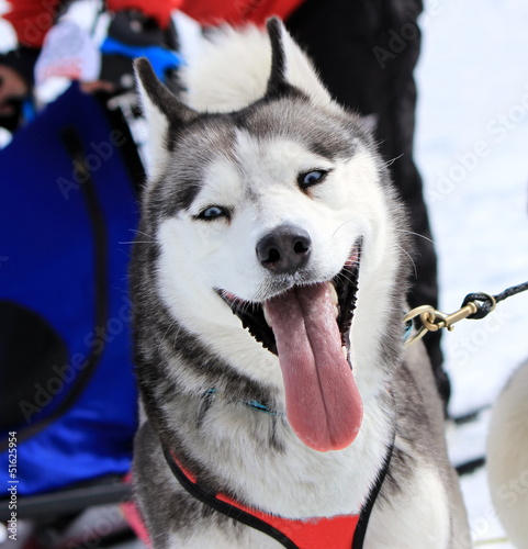 Photo: Husky sled dog at work Husky sled dog at work