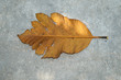 A Dry Leave On Tarmac