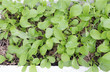 Fresh Chinese kale vegetable in organic vegetable bed,