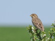 Corn Bunting, miliaria calandra