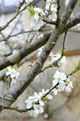 Photo: fleurs de poirier fleurs de poirier