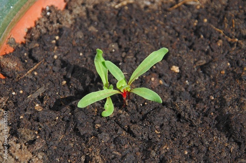 Photo: Swiss chard seedlings © Arena Photo UK Swiss chard seedlings © Arena Photo UK