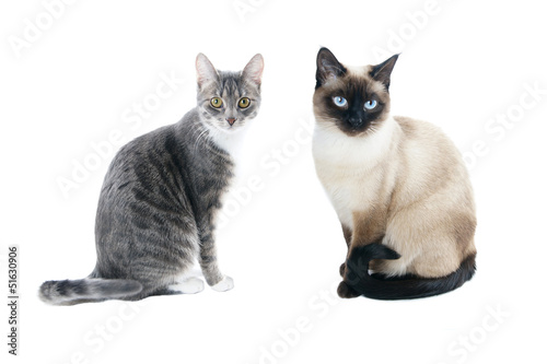 Photo: silver grey tabby housecat and seal point siamese cat silver grey tabby housecat and seal point siamese cat