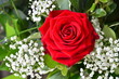 Rote Rosen