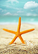 Orange starfish on a tropical beach