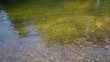 Moving water plants