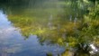Moving water plants