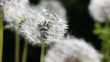 Video: rain drops over dandelion field close up rain drops over dandelion field close up