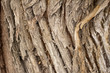 tree bark as background