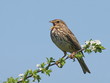 Corn Bunting, miliaria calandra