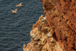 Helgoland - German island in the North sea