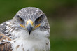 Königsrauhfussbussard