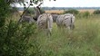 Zebras in freier Wildbahn